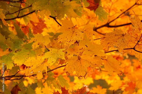 Fototapeta Roan Mountain Fall