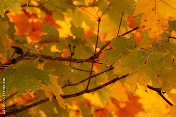 Fototapeta Roan Mountain Fall #5