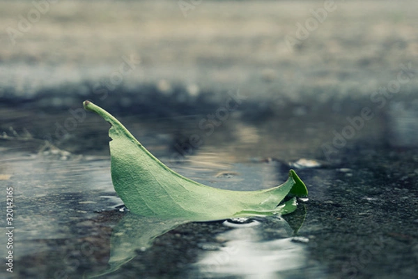 Fototapeta Folha do Tempo