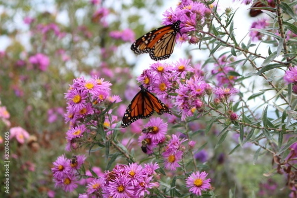 Obraz Schmetterling Kanada Toronto 