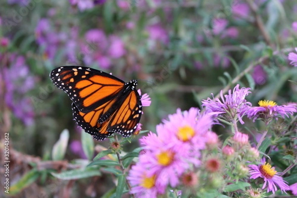 Obraz Schmetterling Kanada Toronto 