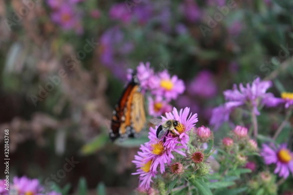 Obraz Schmetterling Kanada Toronto 