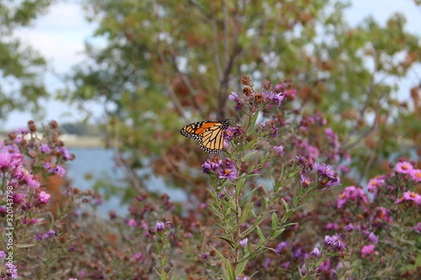 Obraz Schmetterling Kanada Toronto 