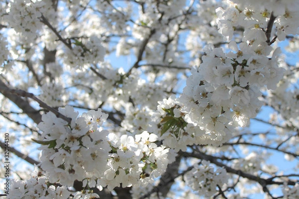 Obraz Drzewo biały kwiat