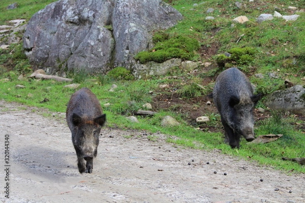 Obraz Wildschwein 