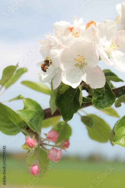 Obraz White blossom tree