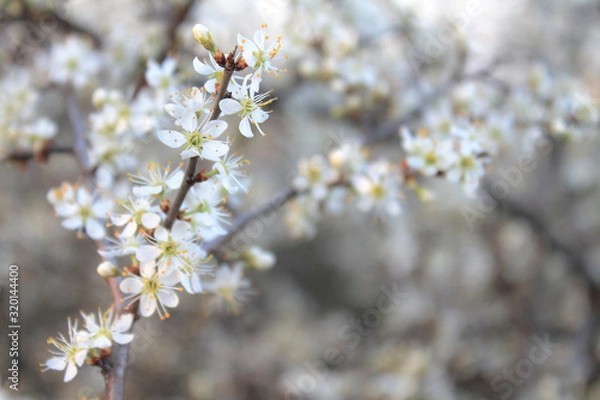 Obraz White blossom tree
