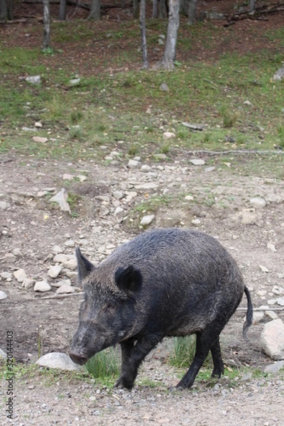 Obraz Wildschwein 