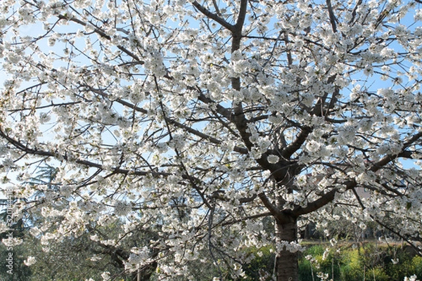 Obraz White blossom tree