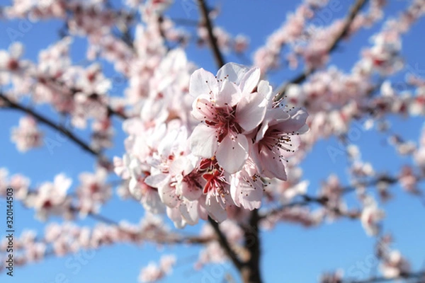 Obraz Pink blossom tree