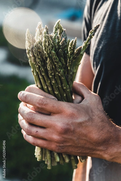 Fototapeta Green asparagus kept in men's hands