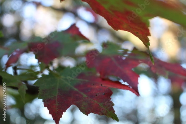 Obraz Ahornblatt Kanada