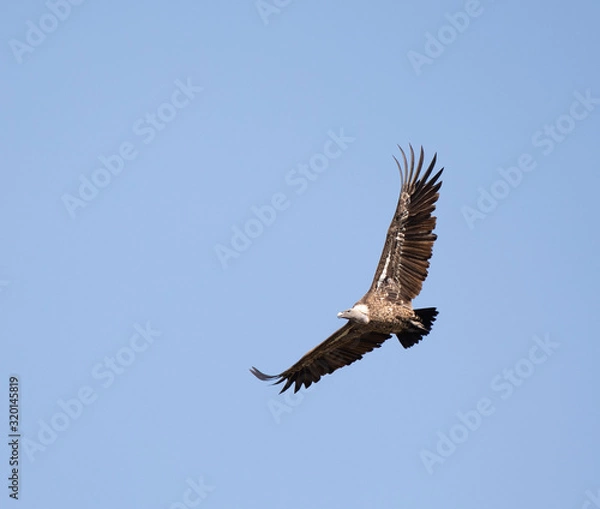 Fototapeta Rüppell's Vulture flying