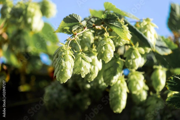 Fototapeta Sprig of hop with cones (Humulus lupulus)