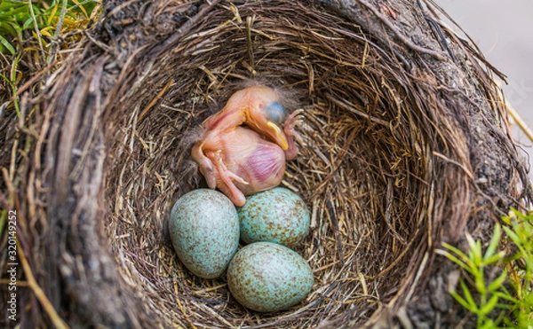 Fototapeta newborn baby blackbird in the nest. young bird newborn and eggs in the nest - Turdus merula. Common Blackbird