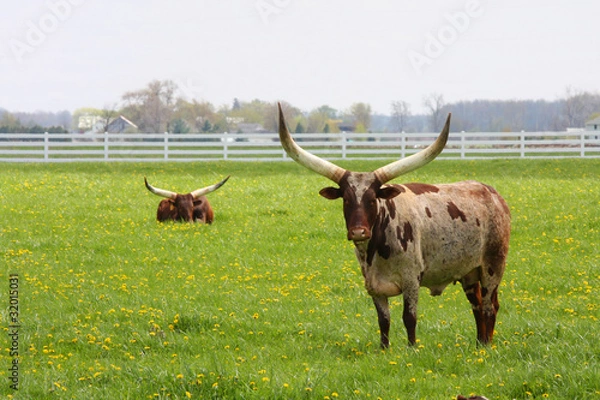 Fototapeta Longhorn Steer