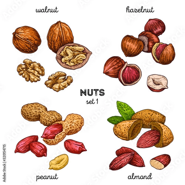Fototapeta Walnut, peanut, hazelnut, almond. Hand drawn set with nuts. Vector illustration isolated on white background. Doodle healthy food illustrations