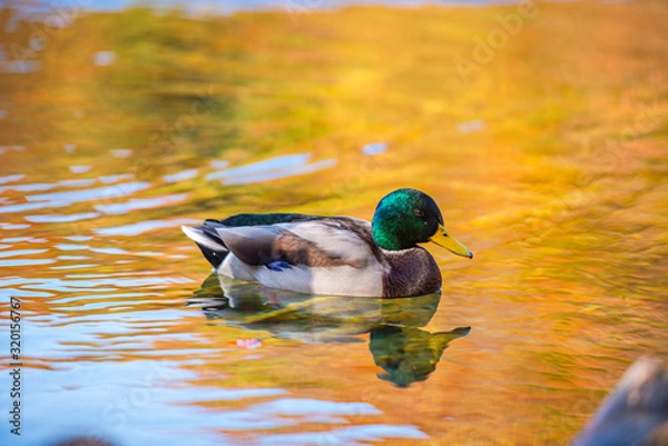 Fototapeta Wild duck on the lake