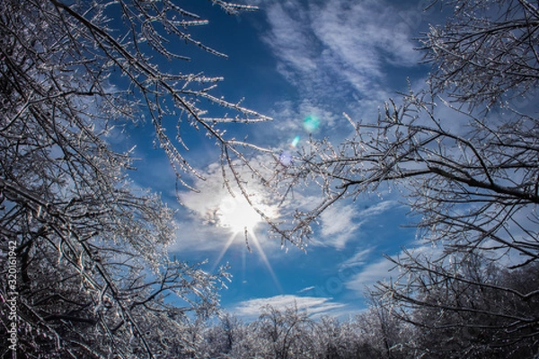 Obraz Icy tree branch - sky-view 