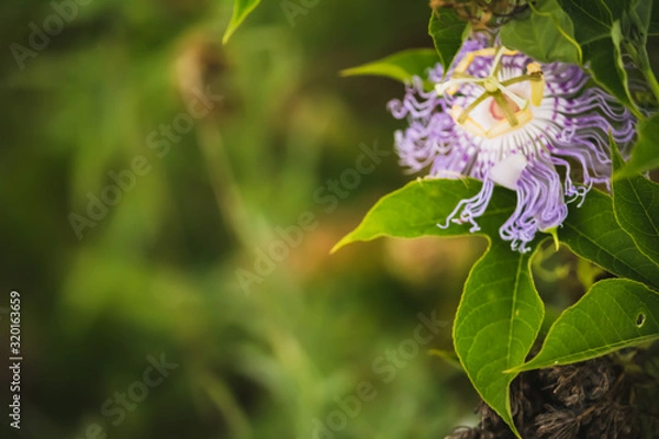 Obraz closeup purple flower 