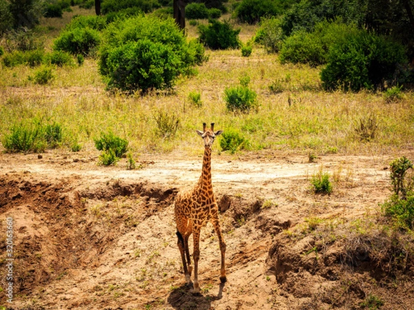 Obraz giraffe in Tarangire