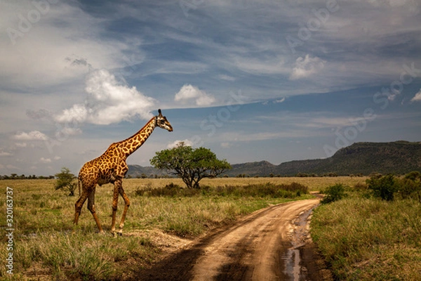 Obraz giraffe in savanna