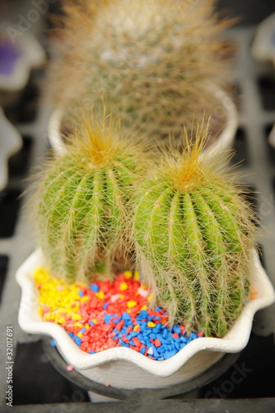 Fototapeta cactus close up, , selective focus