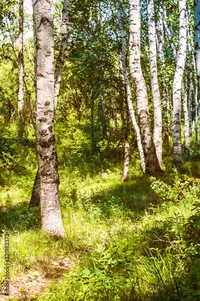 Fototapeta trees in the forest