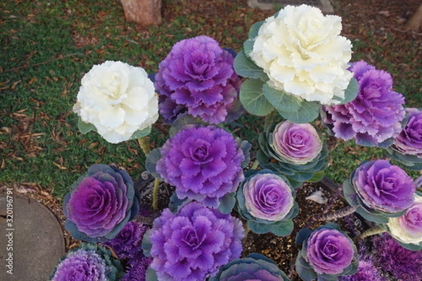 Obraz 2月のカラフルな葉牡丹