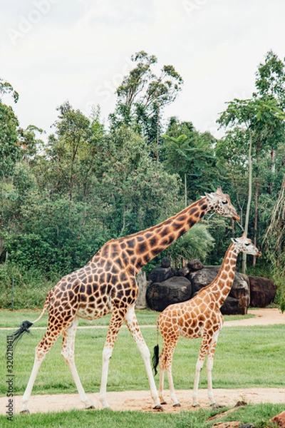Obraz two giraffes in Australia zoo couple