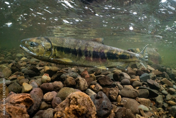 Obraz Chum Salmon 