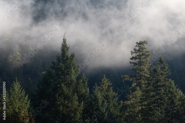 Obraz Forest with fog