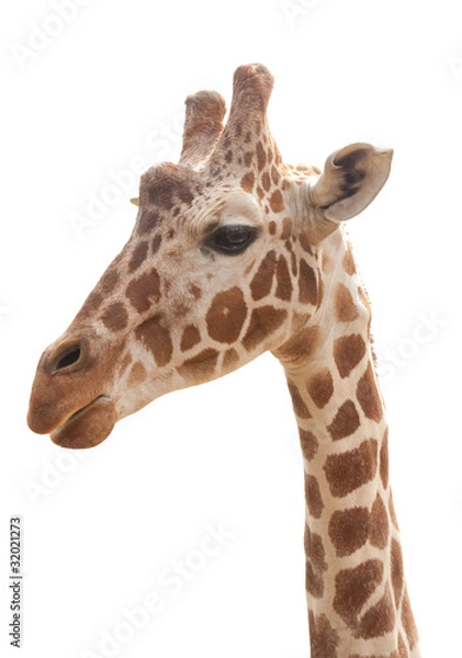 Fototapeta giraffe isolated on white background