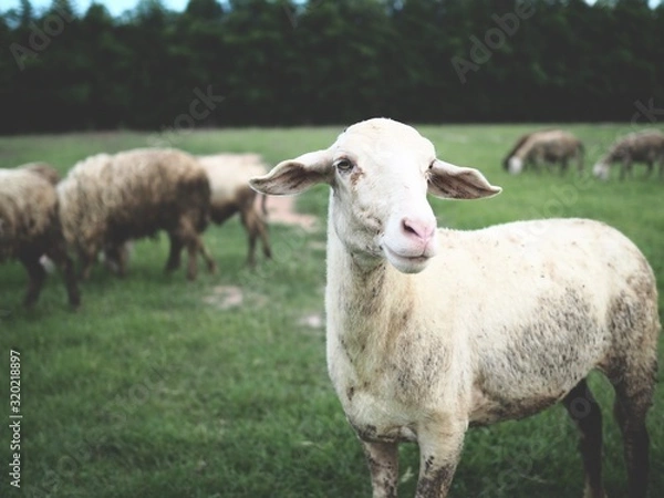Fototapeta A dirty wool sheep is eating grass in a green lawn.