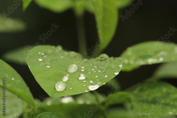 Fototapeta Close up shot of water drops on the single or lot of green leafs on the garden, rain drops on the single or lot of green leafs in the garden