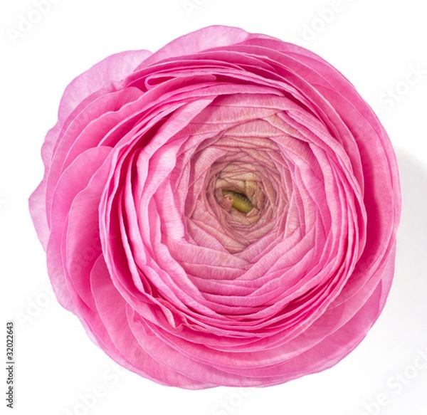 Obraz rosa Ranunkelblüte