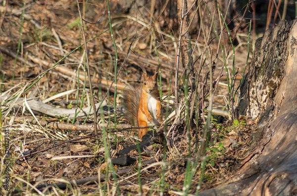 Obraz Western Siberia. Squirrel in the forest.