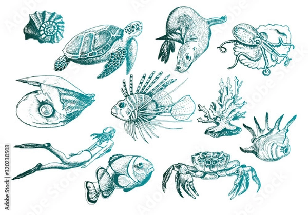 Obraz Ocean Life and Marine Creatures with Loggerhead Turtle and Shell Vector Set
