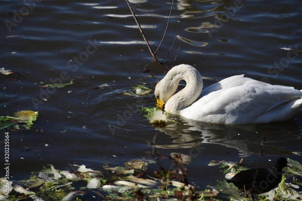 Obraz 熱心に白菜を食べているオオハクチョウの成鳥1羽。日本、千葉県、2020年1月。