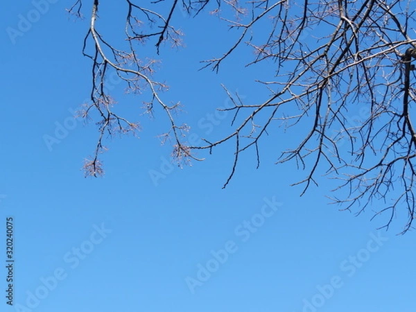 Fototapeta つぼみ