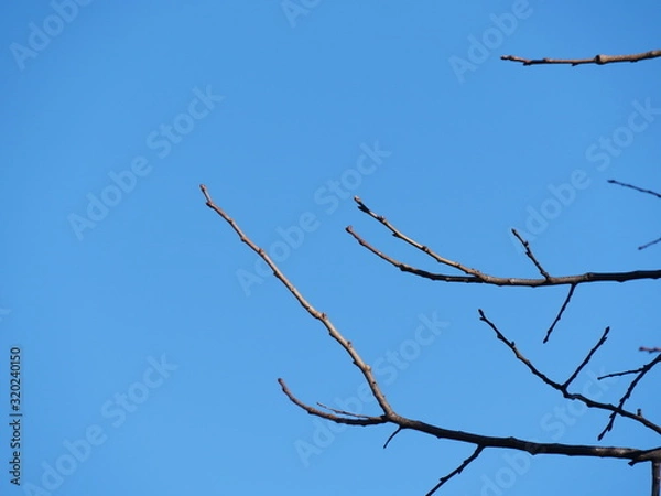 Fototapeta 枯れ木
