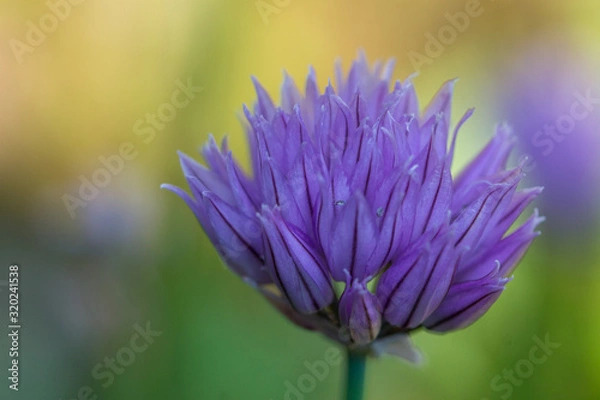 Obraz Blühender Schnittlauch