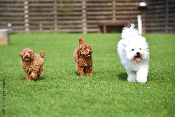 Fototapeta トイプードル