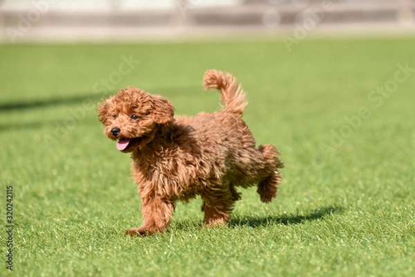 Fototapeta トイプードル