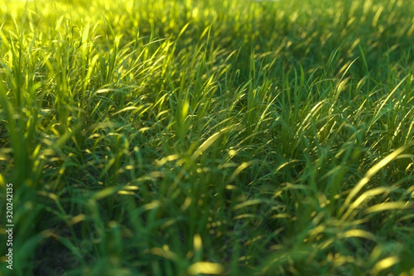 Fototapeta Green grass and bright field,natural scenery,3d rendering.