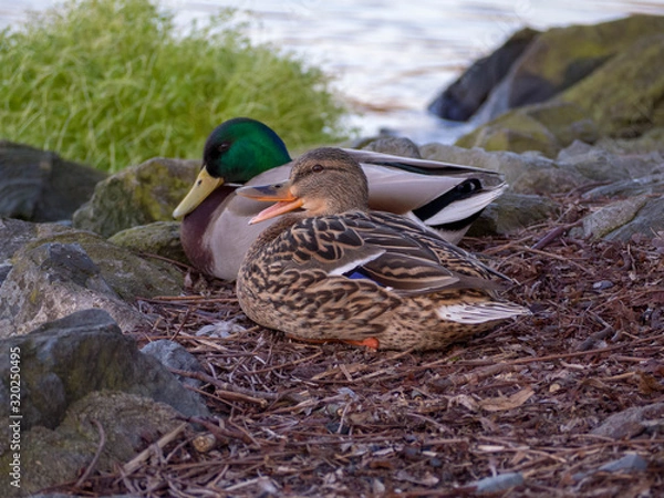 Fototapeta Mallards
