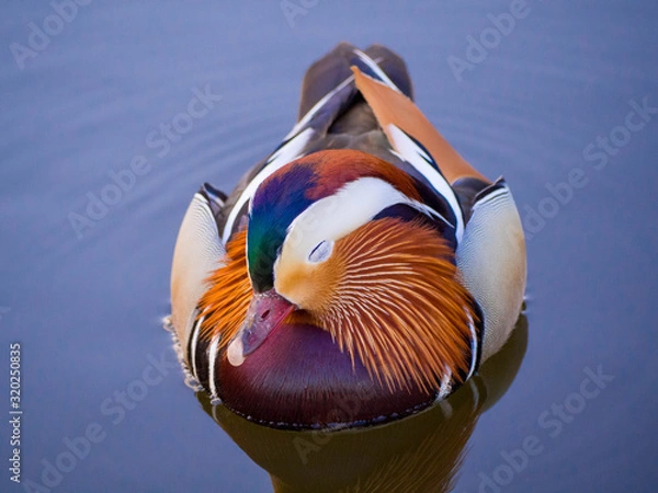 Fototapeta Mandarin duck