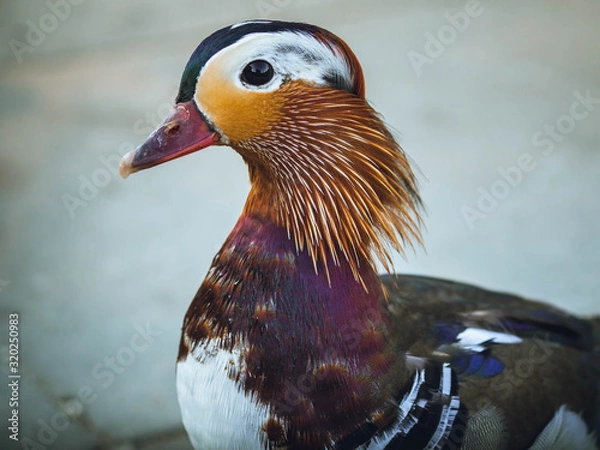 Fototapeta Mandarin duck