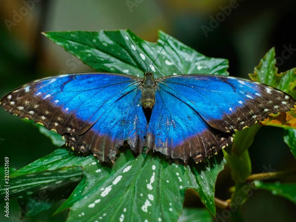 Fototapeta Butterfly