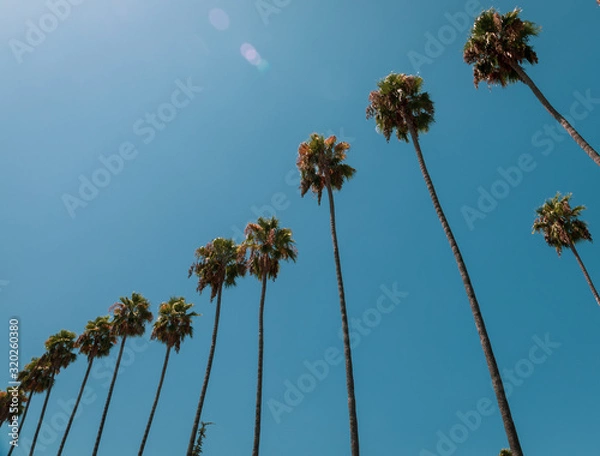 Obraz Palm Trees, Los Angeles